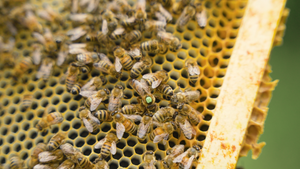 Bee Tour