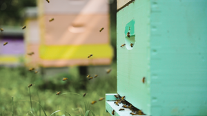 Bee Tour