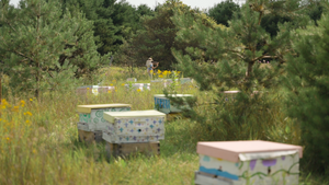 Bee Tour