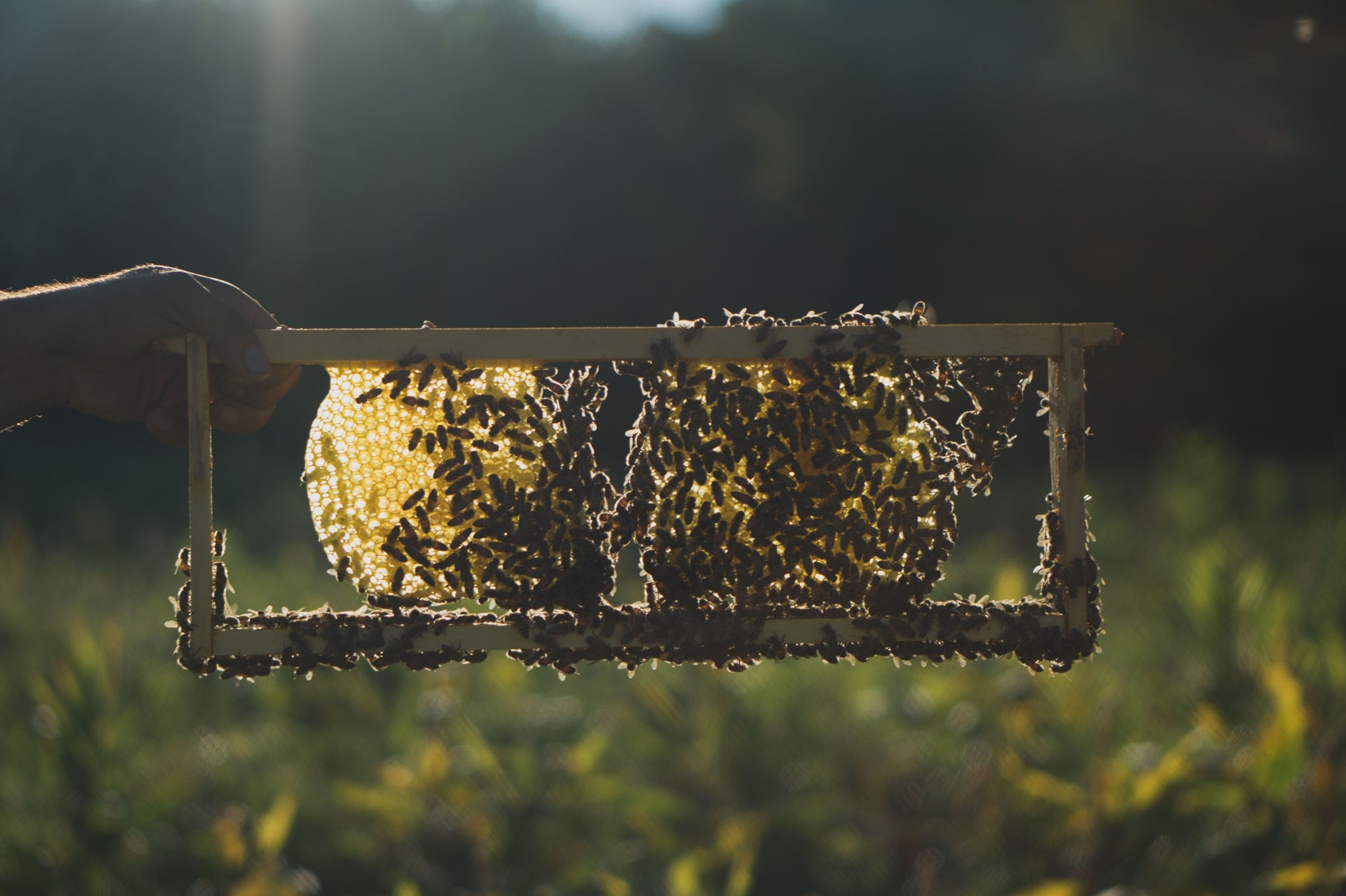 Lost Meadows Apiaries And Meadery - Lost Meadows Apiaries And Meadery