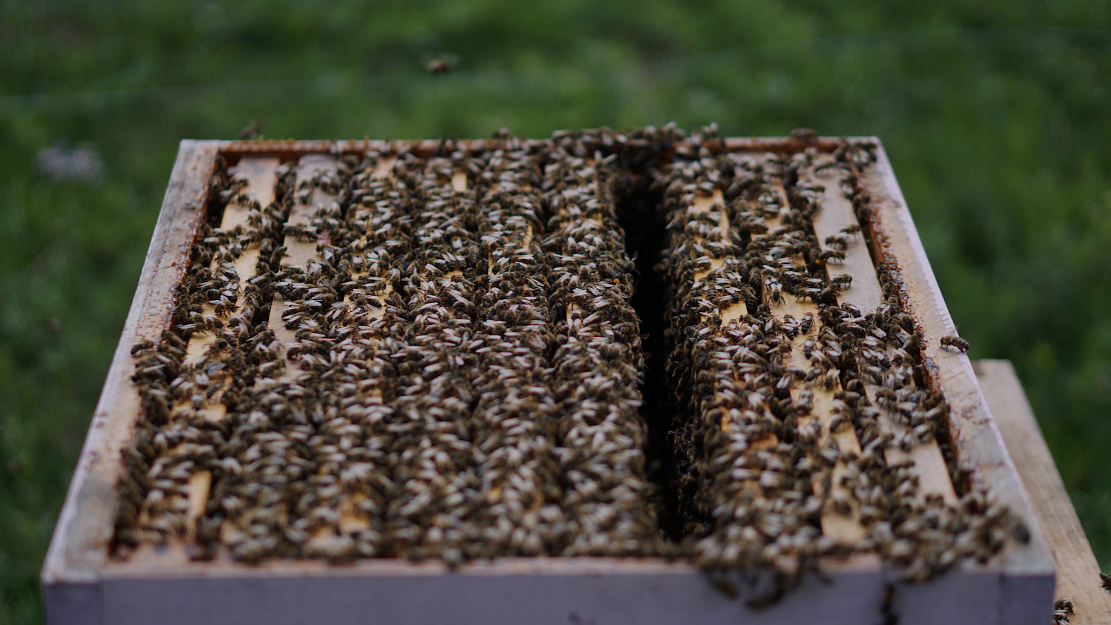 Lost Meadows Apiaries Beekeeping - Lost Meadows Apiaries And Meadery