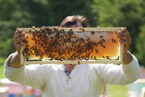 Honey - Large Square Cut Comb